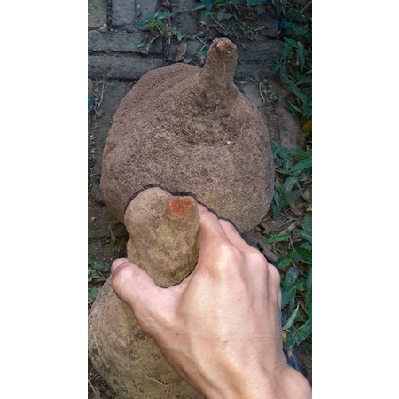 Củ nâu đỏ, củ nâu tươi nguyên củ 1kg