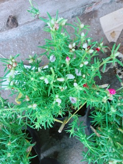 Hoa mười giờ mỹ