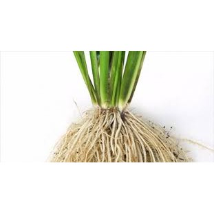 Humic nước Phân bón Hợp Trí Humic Zn Mn 1 lít giúp cây bật tược đâm chồi giải độc phèn mặn giải độc hữu cơ