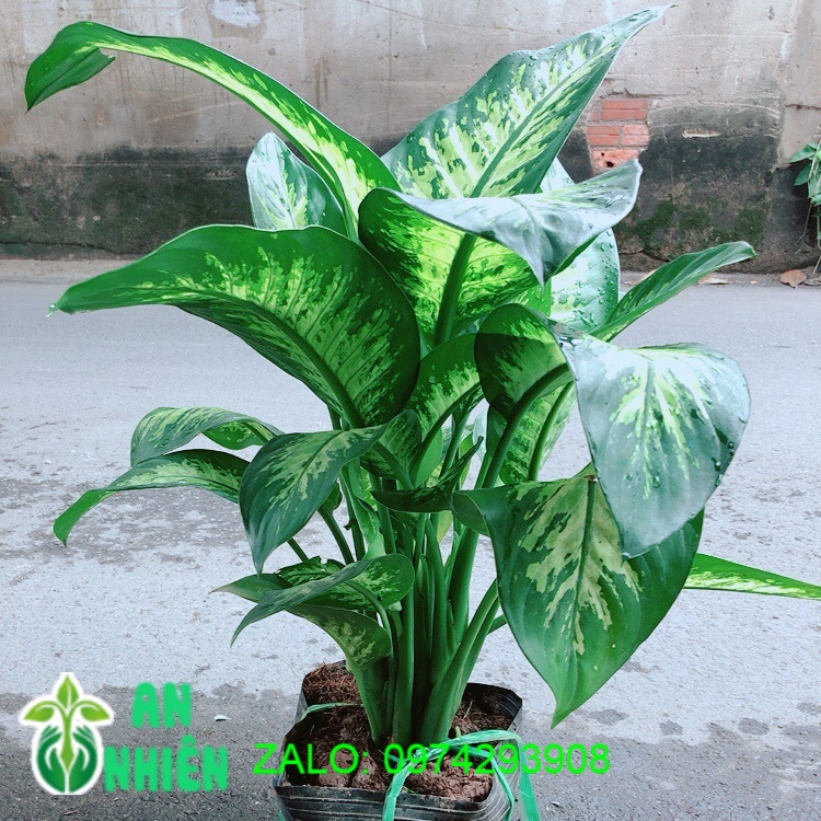 Vạn Niên Thanh Size Lớn