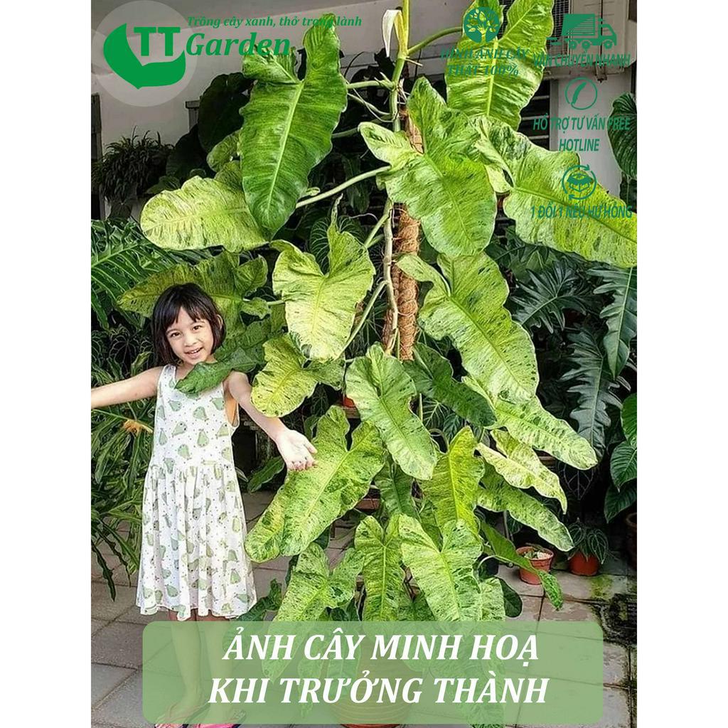 Philodendron Paraiso Verde, , trồng trong nhà, trồng ngoài trời, trồng sân vườn, decor trang trí
