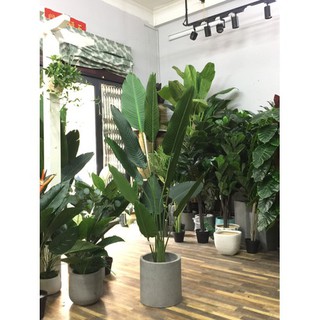 CHẬU CÂY CHUỐI CẢNH RẺ QUẠT, CÂY LỚN ĐẸP MANG MAY MẮN TÀI LỘC CHO GIA CHỦ