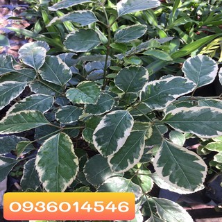 Đinh lăng cẩm thạch - Cây nội thất may mắn