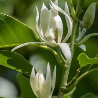 CÂY GIỐNG HOA NGỌC LAN CÂY TO KHỎẺ (tặng kèm túi phân bón)