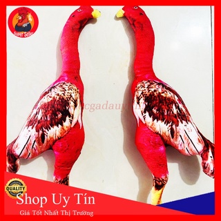 Gà bông gà tập lực rèn luyện kỹ năng cho gà đá