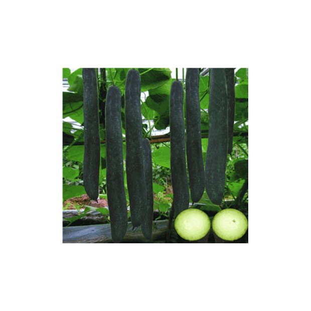 HẠT GIỐNG BÍ XANH SẶT