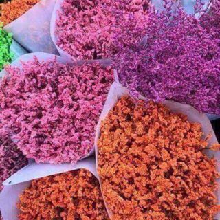 Hoa sao khô trang trí cắm bình
