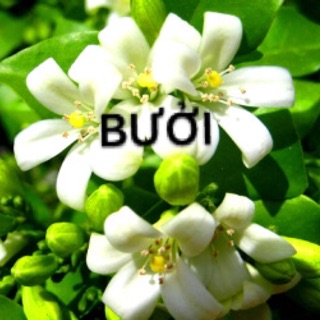 Tinh dầu hoa bưởi