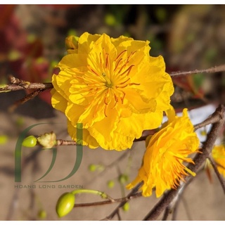 (1 chậu) Cây mai cúc thọ hương - 24 cánh, bonsai mini ( gốc đẹp ) giống mới