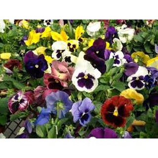 hạt giống hoa pansy 100 hạt