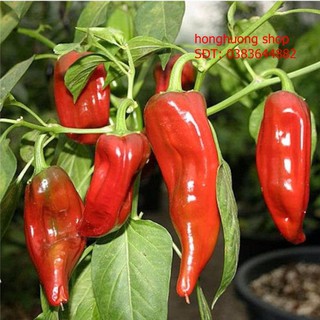 Hạt giống ớt sừng ngọt