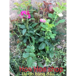 Combo 10 cây hoa hồng rễ trần.