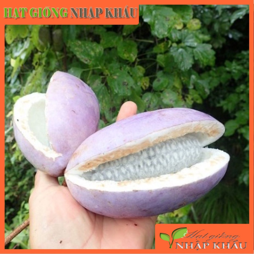 Hạt giống nho akebi nhật 12 hạt