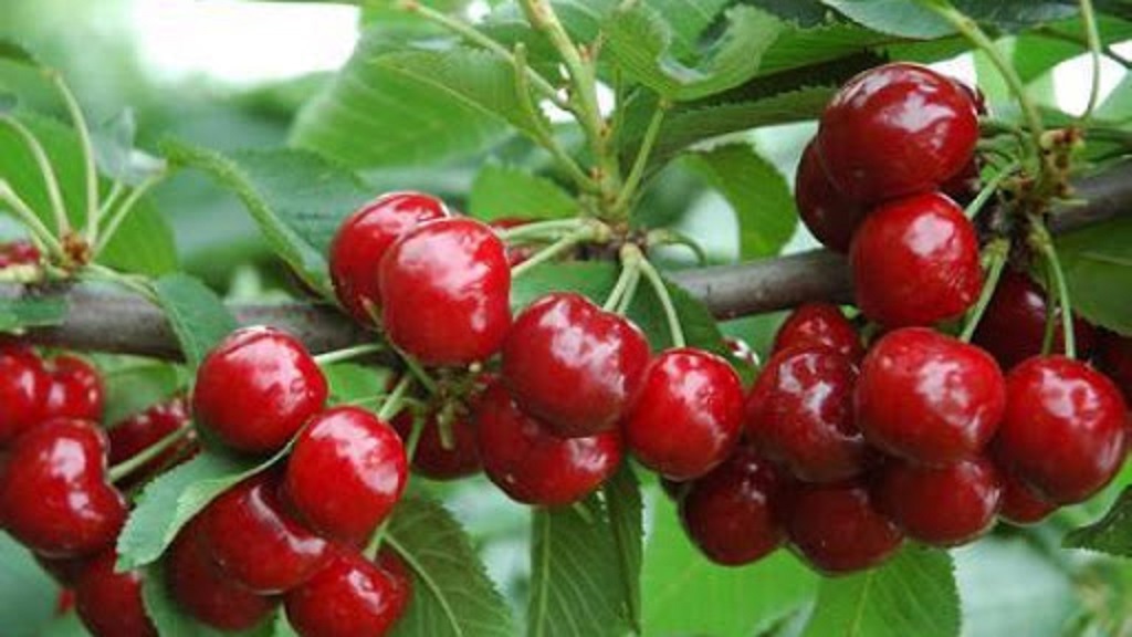 CÂY CHERRY - CÂY GIỐNG CHUẨN