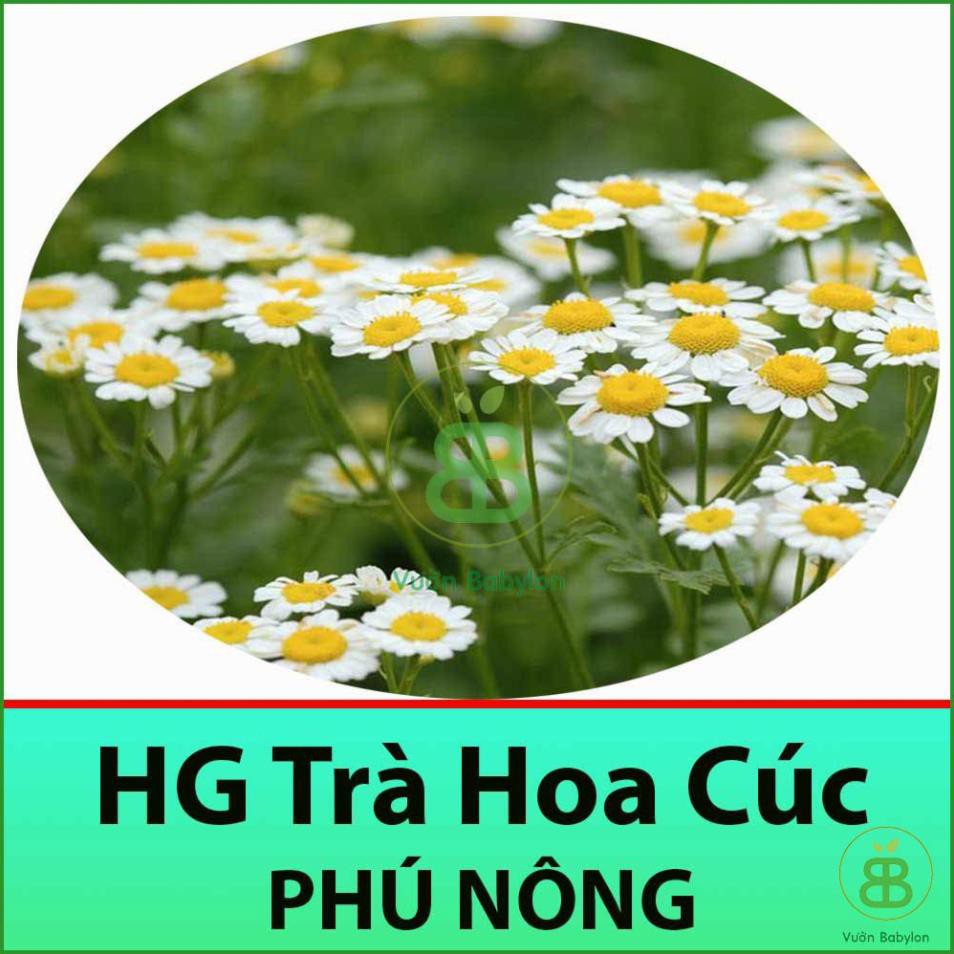 (NEW) Hạt Giống Trà Hoa Cúc Phú Nông