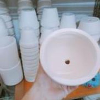 Chậu trồng sen đá