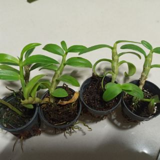 Hoa lan phi điệp Chớp Mỹ lai