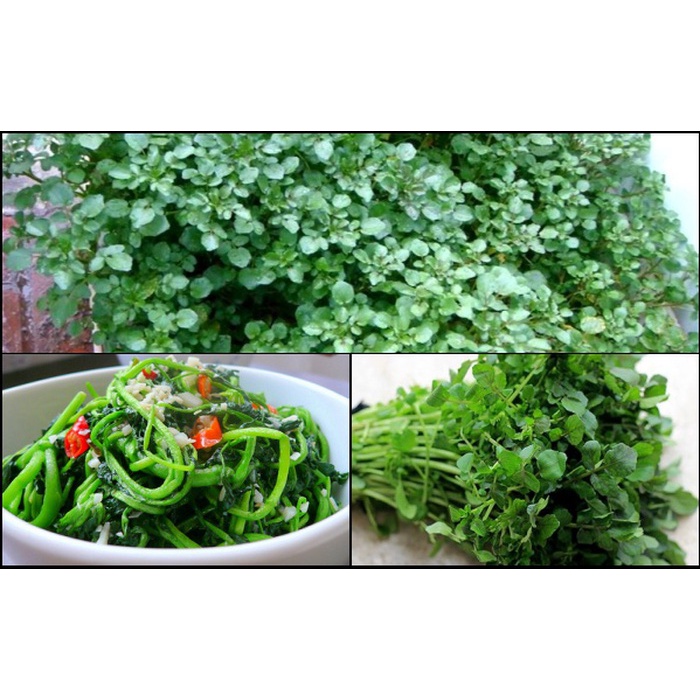 1000 Hạt Giống Cải Xoong Mỹ Dễ Trồng
