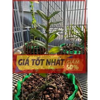 (GIẢM GIÁ) Lan Phi điệp 5 CÁNH TRẮNG HỒNG MINH CHÂU