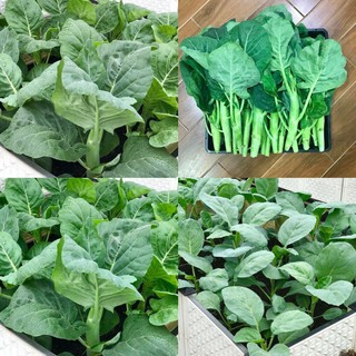 Hạt giống rau Cải làn (Cải rổ) - 5 gram