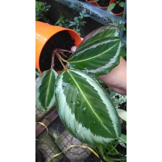 Cây đuôi công xanh viền trắng