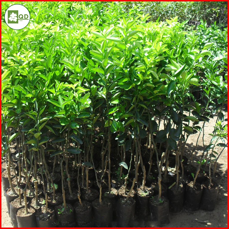 Cây cam sành (cây con - cây giống F1) ngọt, nhiều nước, cây dễ thích nghi môi trường, ra trái sau 12-18 tháng QD15