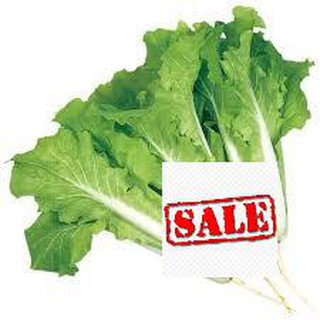 10 gram hạt giống cải bẹ dúm SALE