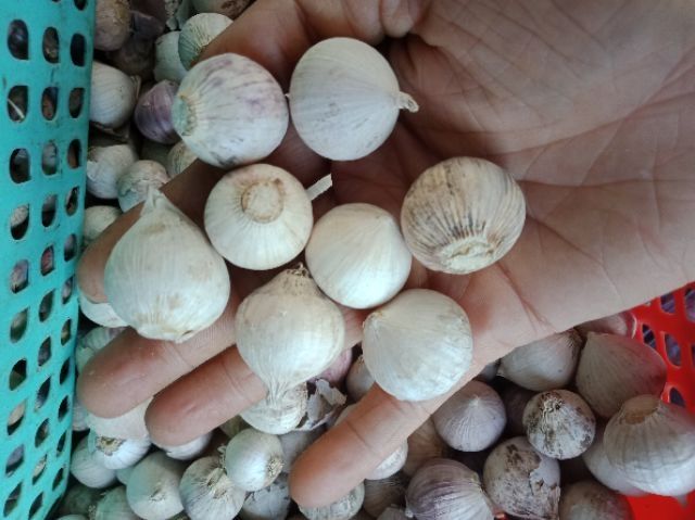 Tỏi Cô Đơn mini thích hợp dùng trong bữa ăn gia đình (size 4) | BigBuy360 - bigbuy360.vn