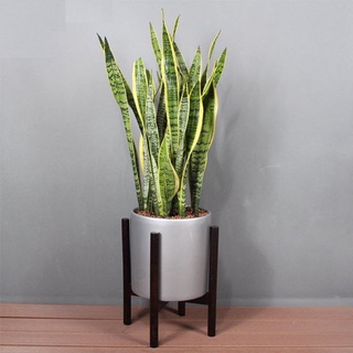 cây giả cây lưỡi hổ trang trí nhà cửa bền đẹp hoa giả