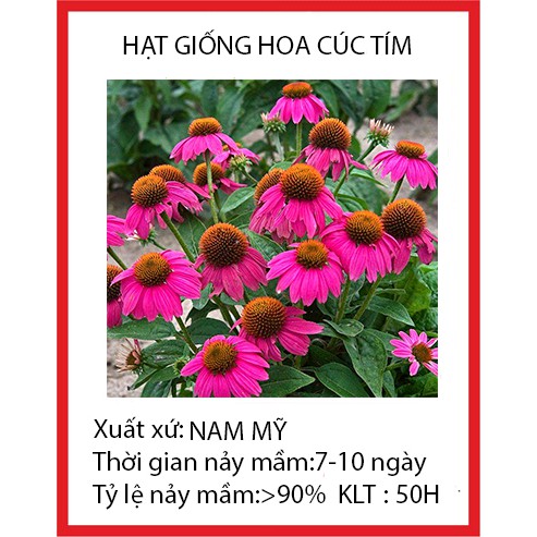 Goi 50 hạt giống hoa cúc tím