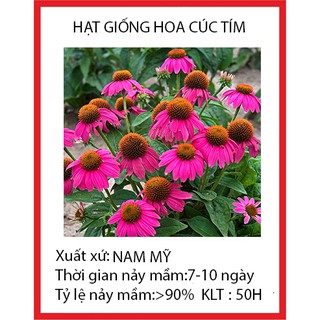 Goi 50 hạt giống hoa cúc tím