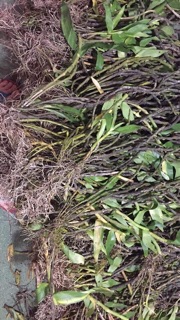 [HOT CUC RE] LAN U LỒI 500G GIÁ 200K