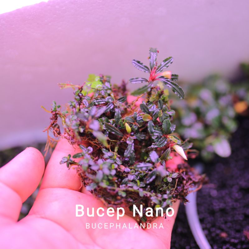 Bucep Nano | Vỉ 5x5cm | Cây thủy sinh