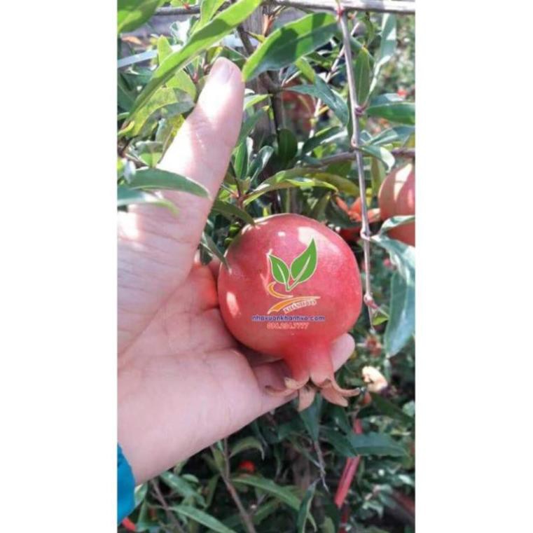 Cây giống lựu đỏ Ấn Độ trái to - Nhà Vườn Khánh Võ