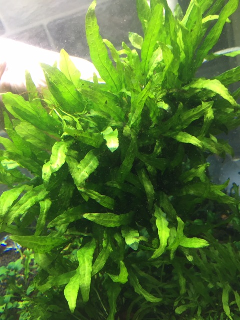 Cây thủy sinh - Dương xỉ lá hẹp - lá nước 100%