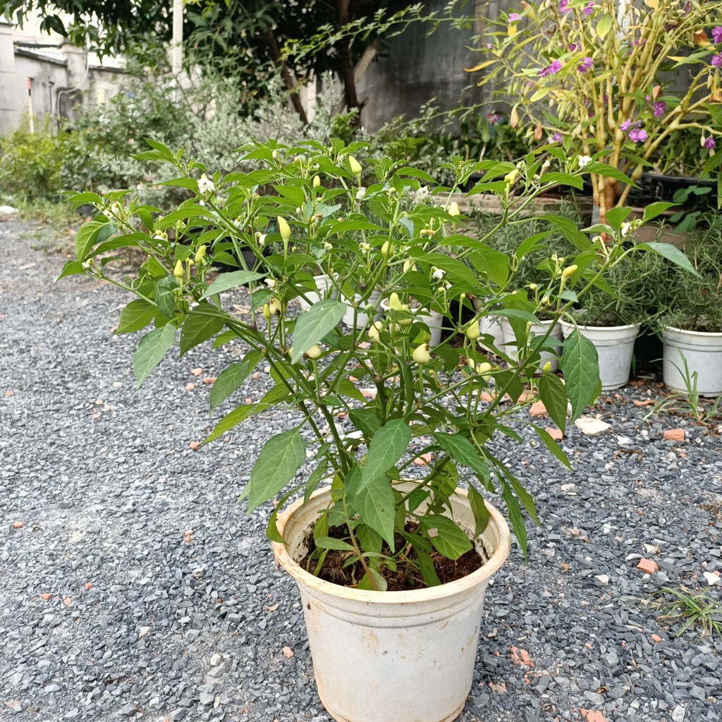 Chậu ớt ngũ sắc - Ót 5 màu - Giao cây khỏe, đang hoa hoặc trái -  Capsicum ammuum Lớn -vườn của boss
