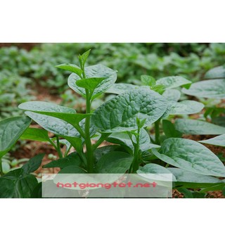 Hạt giống rau mồng tơi