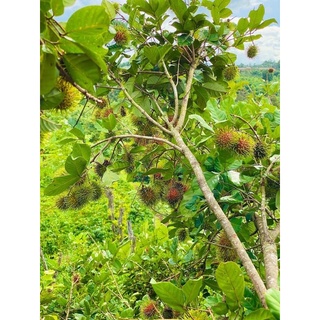 Cây giống chôm chôm thái