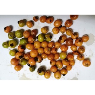Hạt giống xạ đen