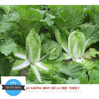 GÓI 50 HẠT GIỐNG CẢI THẢO