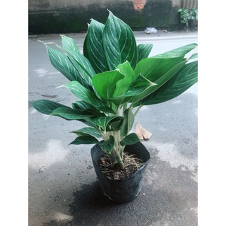 Cây bạch mã hoàng tử