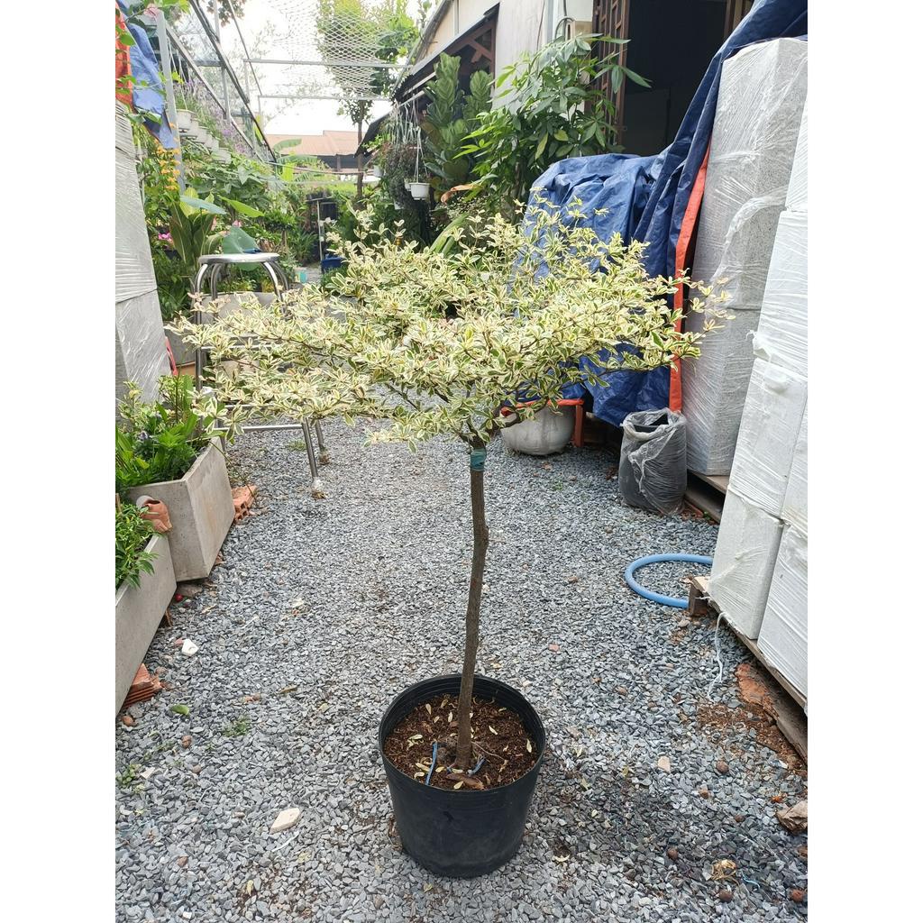 Cây bàng Đài Loan cẩm thạch 60-70cm