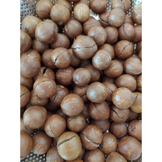 Hạt macca sấy nứt vỏ size đại(500g)