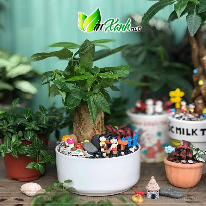 Chậu Sứ Trồng Cây Cảnh Mini, Sen đá, Xương rồng, Tiểu Cảnh Terrarium Hình Trụ Thấp