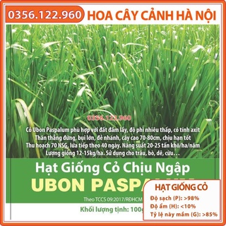 Hạt giống cỏ xả chịu ngập UBON Paspalum - gói 0.5kg - Paspalum 0.5kg