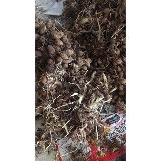 địa lan  tam thất nam
