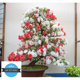 HẠT GIỐNG HOA ĐỖ QUYÊN 5 HẠT