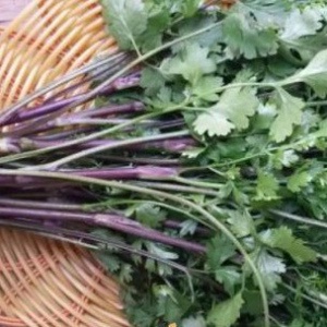 Hạt giống Mùi Bạc Liêu( Mùi Tía) Tặng kèm phân