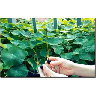 5 hạt giống hoa Sen mini nhiều màu