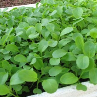 Hạt giống cải ngọt ăn non { gói 10gram }
